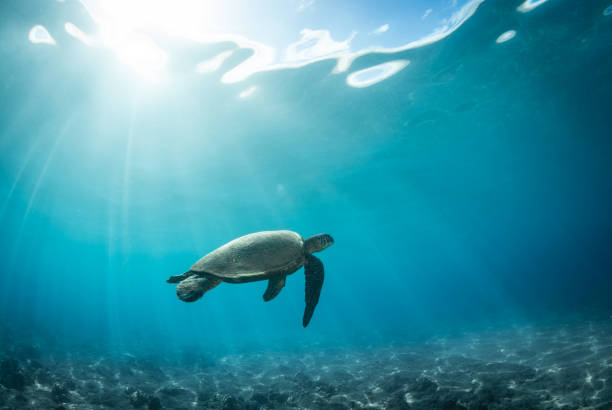 istock Green Sea Turtle in Hawaii 1264536219