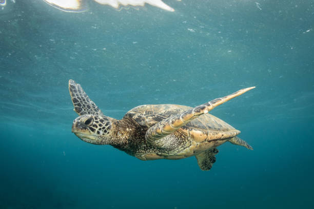 istock Green Sea Turtle in Hawaii 1264536405