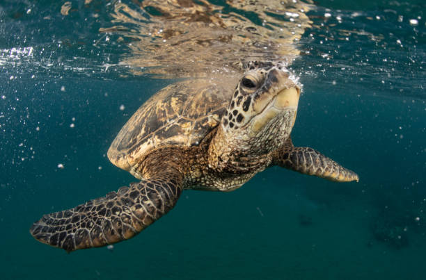 istock Green Sea Turtle in Hawaii 1264536422