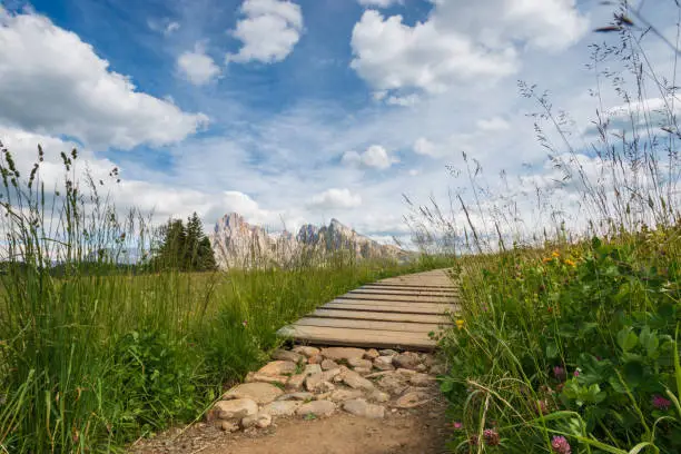 Alpe di Siusi - Seiser Alm with Sassolungo - Langkofel mountain group in front of blue sky with clouds. Summer flowers and wooden footpath during summer in ski resort, Dolomites, Trentino Alto Adige, South Tyrol, Italy