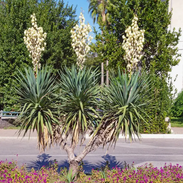 Beautiful decorative evergreen shrub of Yucca ( Yucca filamentosa )  with white flowers. Montenegro, street of Kotor city