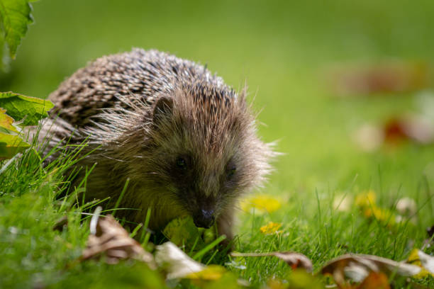 istock Hedgehog in the garden 1264536688