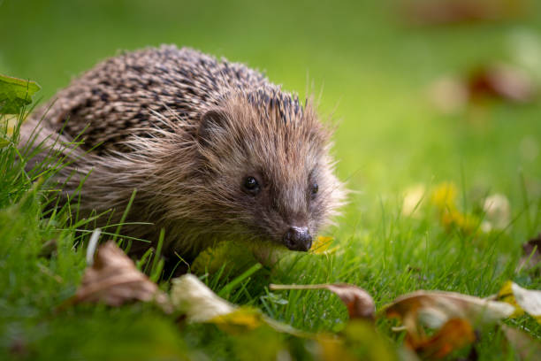 A hedgehog showing itself in the garden during the day.