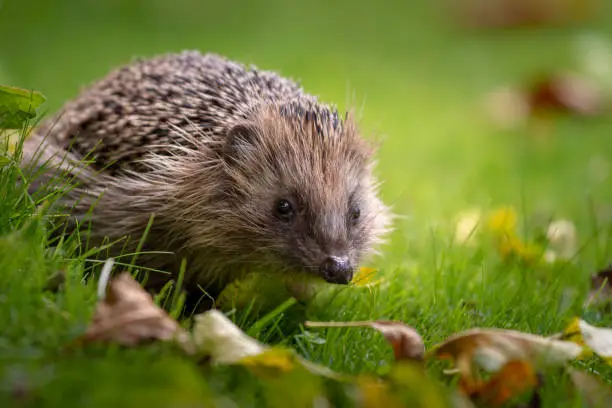 A hedgehog showing itself in the garden during the day.