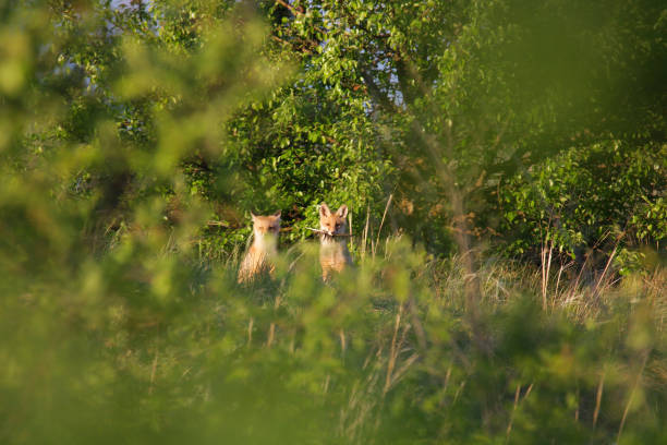 istock Two young fox cubs are sitting and looking at the camera 1264537236