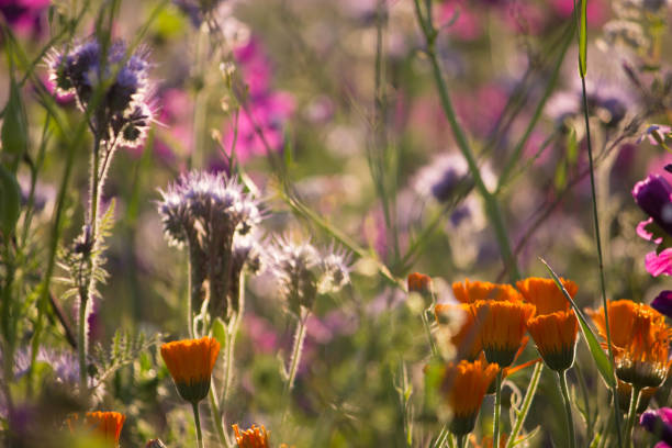 istock Field of flowers in sunset 1264537383