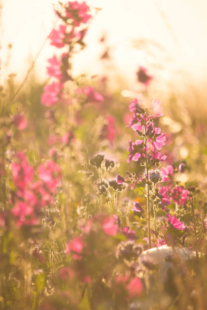 istock Field of flowers in sunset 1264537581