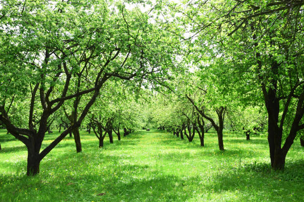 istock blooming green garden, alley of fruit trees, backstage composition 1264537589