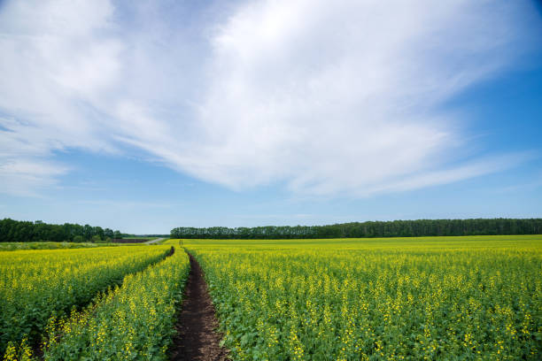 istock Flowering mustard fields on a sunny summer day. Dirt road going far. 1264538792