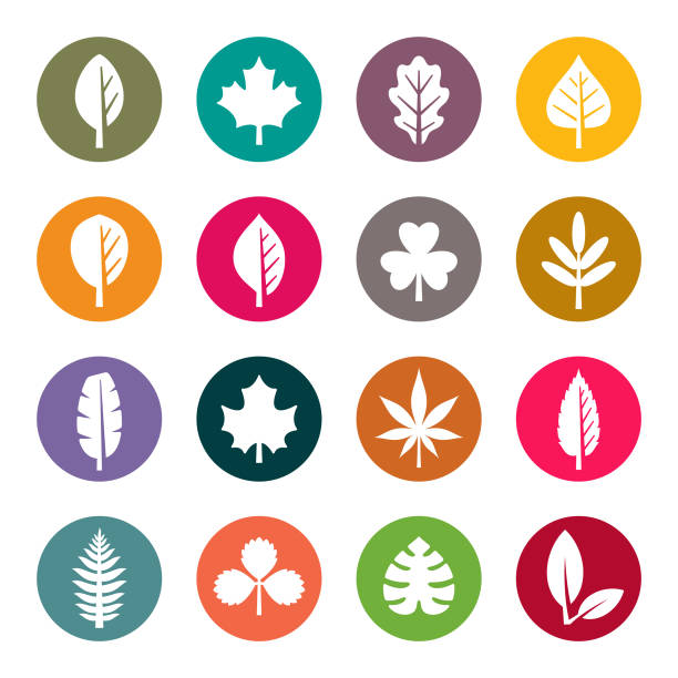 ilustraciones, imágenes clip art, dibujos animados e iconos de stock de iconos vectoriales de color de hoja - elm leaves