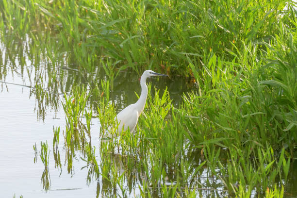 istock Great Egret (Ardea alba) Great White Egret, Common Egret 1264538938