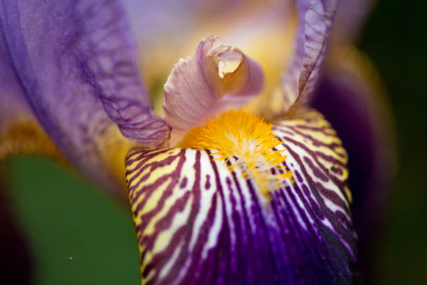 istock Purple Iris Flower Portrait 1264539090