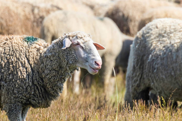 istock Flock of Sheep, Sheep on Field 1264539114