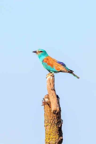 istock The European Roller (Coracias garrulus) on a Branch 1264539276