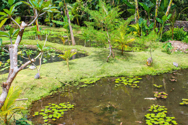 istock Tirta Empul temple, Bali, Indonesia. 1264540585