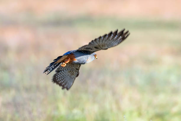istock Red Footed Falcon in Flight, Falco Vespertinus 1264540614