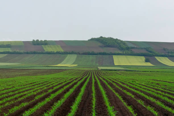istock Green Fields on Small Hills Countryside White Clouds at Sunset Time 1264540693