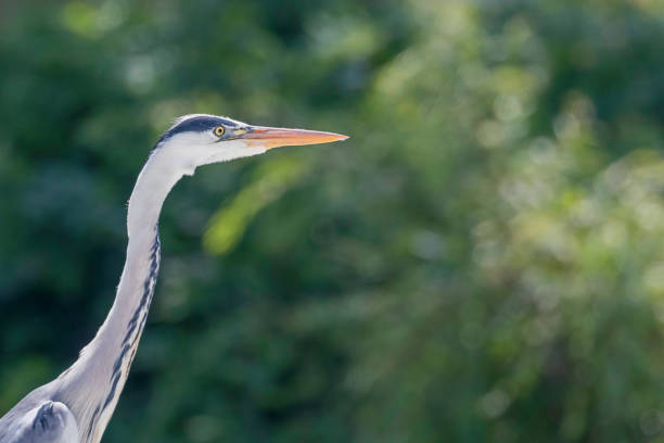 istock The Hunting Grey Heron (Ardea cinerea) Grey Heron Water 1264542258