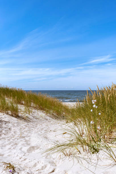 istock Sandy Path through the sand dunes leading to the beach. Sandy beach, Baltic Sea 1264542372