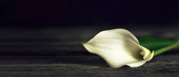 cartão de simpatia com calla lily em fundo de madeira escura com espaço de cópia - lily calla lily flower single flower - fotografias e filmes do acervo