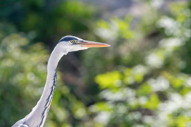 istock The Hunting Grey Heron (Ardea cinerea) Grey Heron Water 1264542666