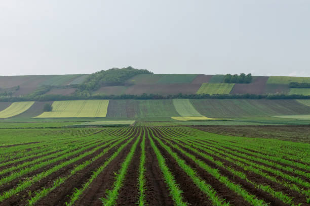 istock Green Fields on Small Hills Countryside White Clouds at Sunset Time 1264543268