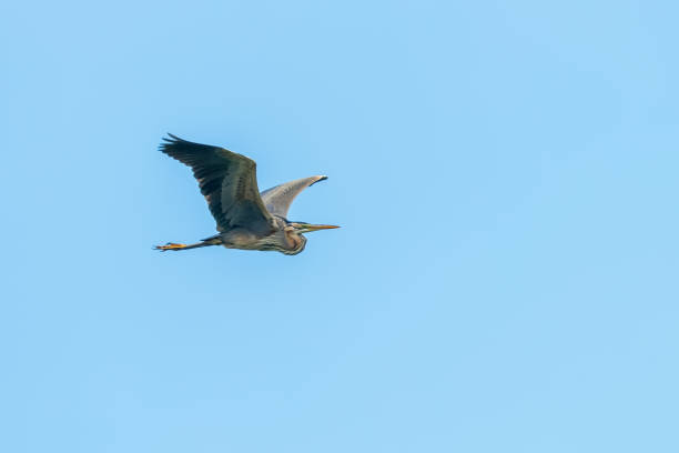 istock Purple Heron in Flight Blue Sky (Ardea cinerea) 1264544380