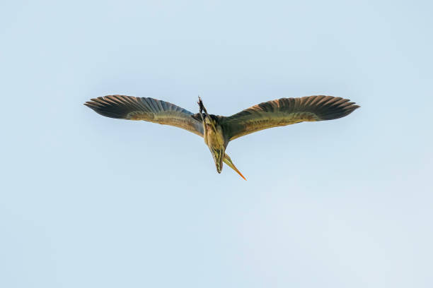 Purple Heron in Flight Blue Sky (Ardea cinerea)