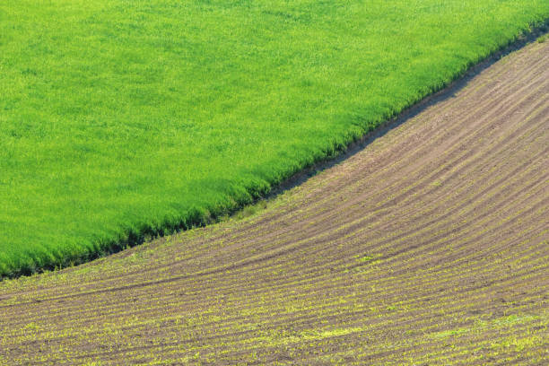 istock Young Wheat Seedlings Growing in a Field 1264544569