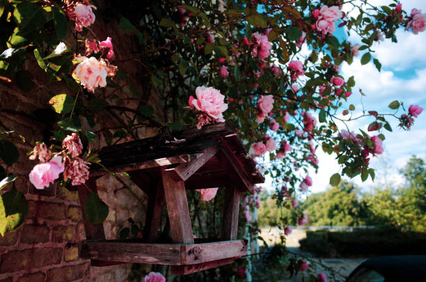 istock pink roses climb around a bird house 1264544879