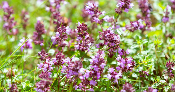 istock Purple flowers on green blurred background 1264545670