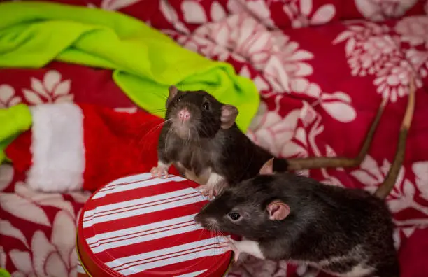 Two fancy pet rats Christmas theme with stocking and gifts