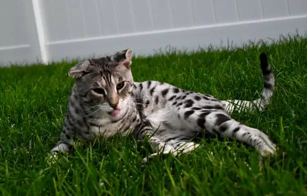 Savannah cat laying in the grass