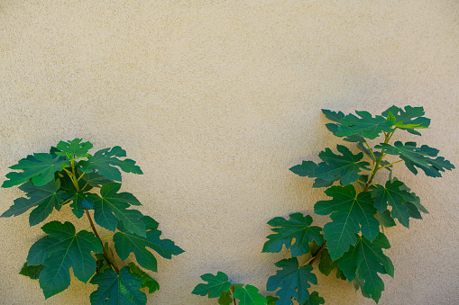 A stucco wall with green fig leaves background with copy space.