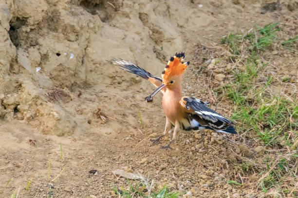 istock Hoopoe, Common Hoopoe (Upupa epops) Eurasian Hoopoe 1264547299