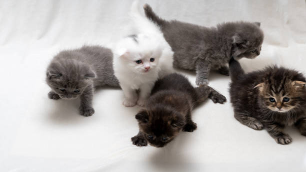 istock Five Newborn Chinchilla Kittens and Scottish fold kittens 1264547367