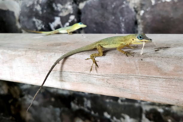 istock Small green gecko eats a banana in closeup, Caribbean 1264547429