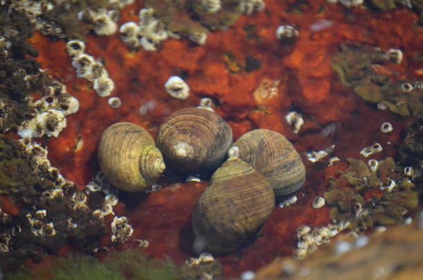 180+ Hermit Crab Nature Shell Spiral Stock Photos, Pictures & Royalty