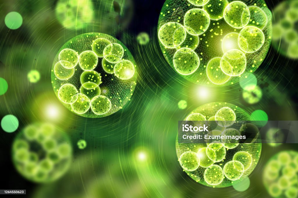Green Algae Cells 3D Illustration Green single cell chlorella algae microscopic conceptual 3D illustration Biofuel Stock Photo