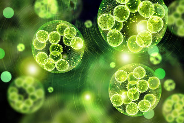 Green Algae Cells 3D Illustration Green single cell chlorella algae microscopic conceptual 3D illustration cell division photos stock pictures, royalty-free photos & images