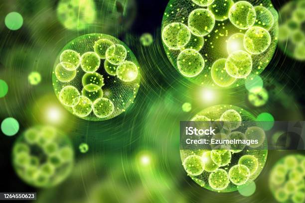 Green Algae Cells 3d Illustration Stock Photo - Download Image Now - Biofuel, Photosynthesis, Algae
