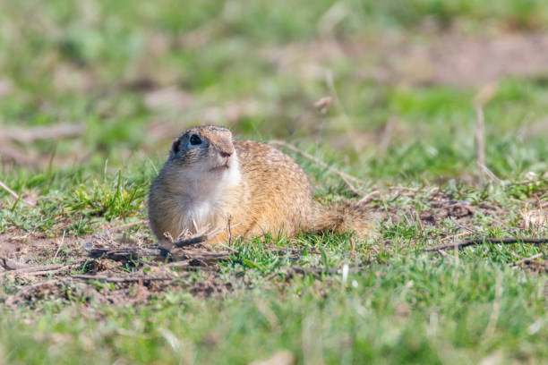 istock European ground squirrel, Souslik (Spermophilus citellus) natural environment 1264550720