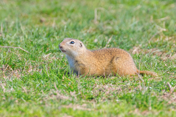 istock Souslik (Spermophilus citellus) European ground squirrel in the natural environment 1264550780
