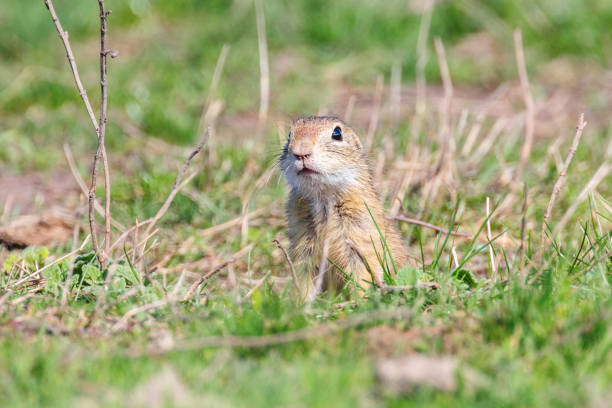 istock Souslik (Spermophilus citellus) European ground squirrel in the natural environment 1264551698