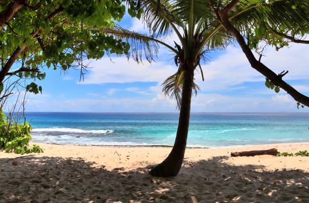 istock Sunny day beach view on the paradise islands Seychelles 1264551711