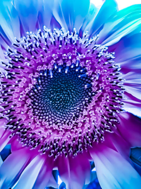 istock Pink, blue and purple flower 1264551718