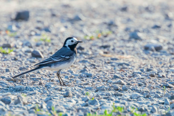istock White Wagtail (Motacilla alba) Cute Little Bird 1264551930