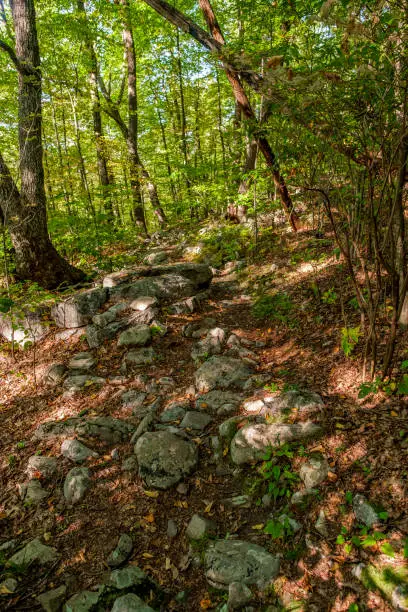 Sunny fall hiking trail with stone path deep in the forest
