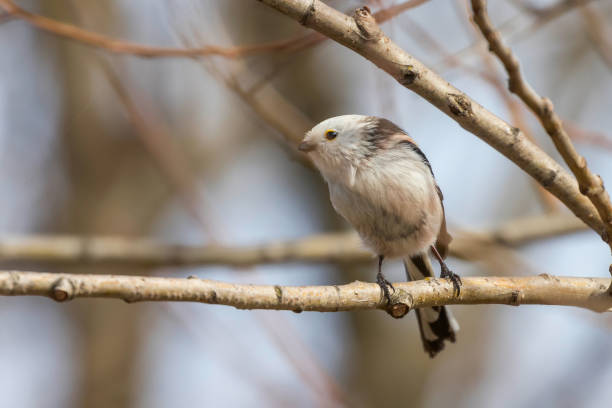 istock Long-tailed tit on branch (Aegithalos caudatus) Cute little Bird 1264552283