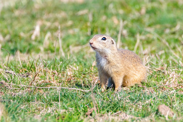 istock Souslik (Spermophilus citellus) European ground squirrel in the natural environment 1264552327